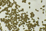 Psilocybe serbica image
