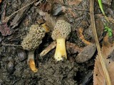 Morchella americana image