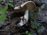 Pholiota lenta image