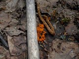 Thelebolus terrestris image