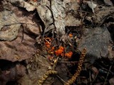 Thelebolus terrestris image