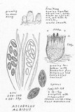 Ascobolus albidus image