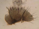 Ascobolus albidus image