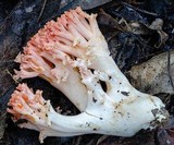 Ramaria botrytoides image