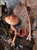 Melanophyllum haematospermum image
