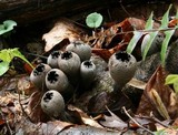Urnula craterium image