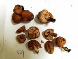 Podohydnangium australe image