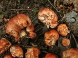 Podohydnangium australe image