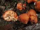 Podohydnangium australe image