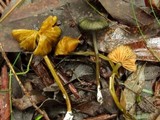 Entoloma viridomarginatum image
