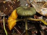 Entoloma viridomarginatum image