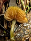 Entoloma viridomarginatum image