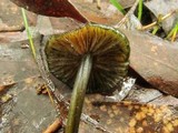 Entoloma viridomarginatum image