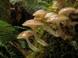 Roridomyces austrororidus image