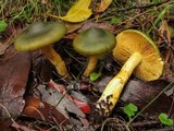 Cortinarius austrovenetus image