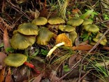 Cortinarius austrovenetus image