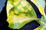 Allodus podophylli image