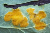 Allodus podophylli image