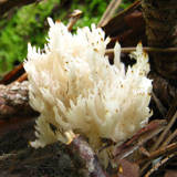 Clavulina coralloides image