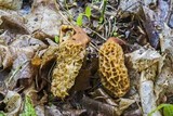 Morchella americana image