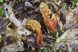 Morchella americana image