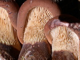 Tapinella atrotomentosa image