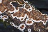 Peniophora albobadia image