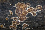 Peniophora albobadia image