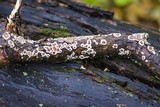 Peniophora albobadia image