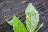 Puccinia coronata image