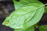 Puccinia coronata image