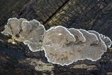 Cerrena unicolor image