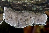 Cerrena unicolor image
