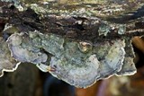 Cerrena unicolor image