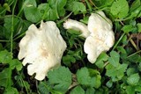 Calocybe gambosa image