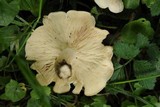 Calocybe gambosa image