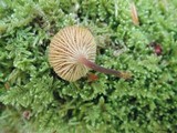 Xeromphalina kauffmanii image