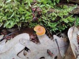 Xeromphalina kauffmanii image