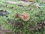 Xeromphalina kauffmanii image