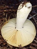 Russula albida image