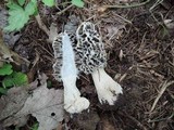 Morchella ulmaria image