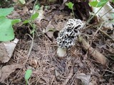 Morchella ulmaria image