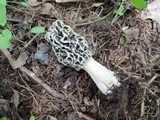 Morchella ulmaria image