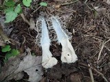 Morchella ulmaria image