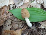 Morchella punctipes image