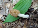 Morchella punctipes image