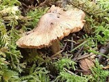 Inocybe assimilata image
