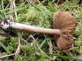 Inocybe assimilata image