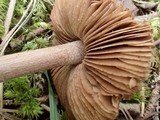 Inocybe assimilata image