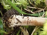 Inocybe assimilata image